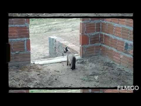 os gatos mais chiques do mundo se inscreva no canal de Luciana Ventura