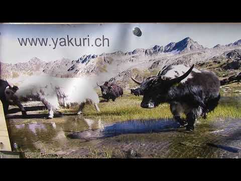 Rheinradweg von der Quelle bis Ilanz/ Chur (FILM)