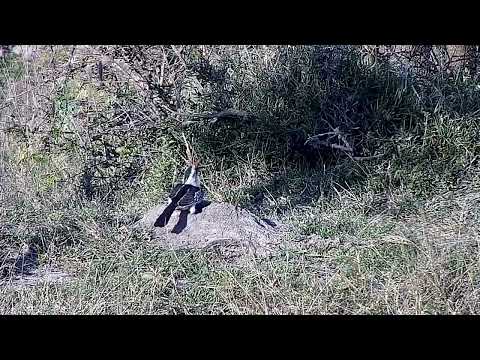 Djuma: Yellow-billed and Red-billed Hornbill - 16:20 - 07/06/2022