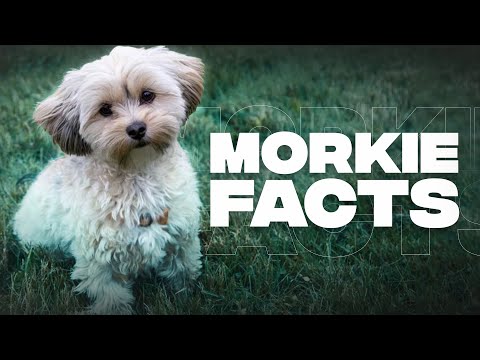 Maltese Yorkie Mix (Morkie) | Top 10 Facts You Need To Know Before Getting One