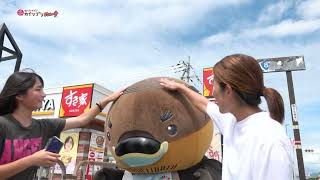 2026/10/7放送・知ったかぶりカイツブリにゅーす