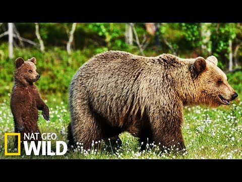 Les ours brun en Alaska