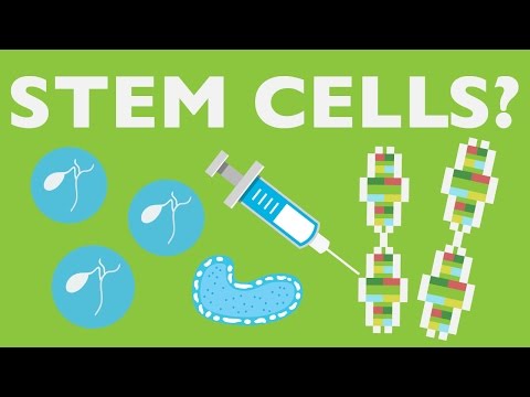 Kamieninės ląstelės numesti svorio
