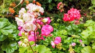 BAHÇEYE ERKEN VEDA EDEN ÇİÇEKLER💥Kar yağmadan kaçtık eve☺️#vlog#keşfet#garden#fl