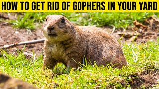 How to Get Rid of Gophers in Your Yard: 3 Ways to Get Rid of Gophers