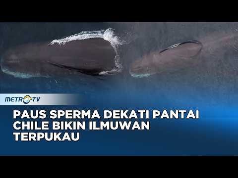 LANGKA! Kemunculan Paus Sperma Berulang Jadi Misteri Laut Atacama