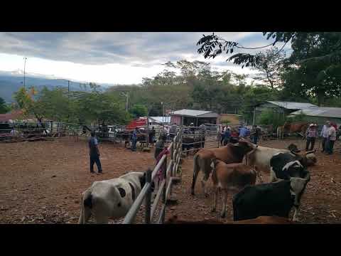 Viernes 23 de enero 2026, tiangue de Osicala, Morazán Sur, El Salvador