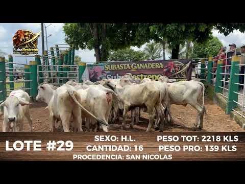 LOTE 29