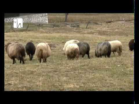 Satul tradiţional versus satul "modern"