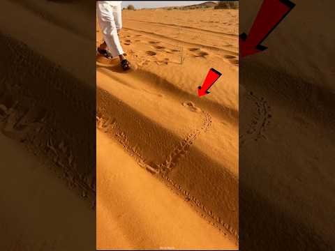 Rare Sand Fish Found! 😮 #catsoftiktok #catlovers #cute #cat #funnycats #catcartoon