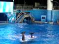 Clapping Shamu