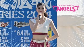 《プロ野球 チアリーダー》東北楽天ゴールデンイーグルス　東北ゴールデンエンジェルス　TOHOKU GOLDEN ANGELS 2024 ① 《BraveTV》