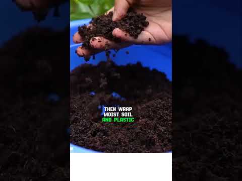 Air Layering a Tree Branch 🌱 Grow a Whole New Tree in 30 Days!