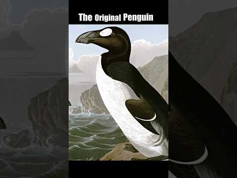 Penguins are EXTINCT ! The Great Auk is the Original Penguin. #extinct #birds #animals #animal
