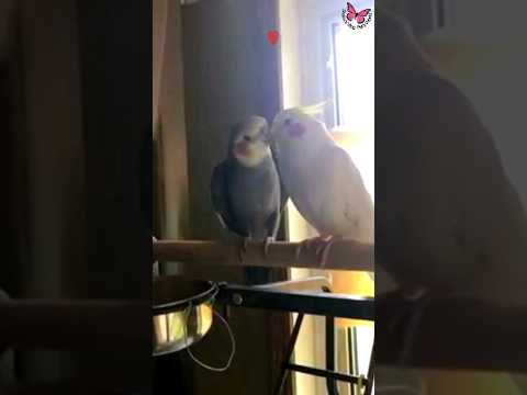 Male Cockatiel Call || Cute Cockatiel Singing  #cockatiel #shorts #cockatielsinging #ginger