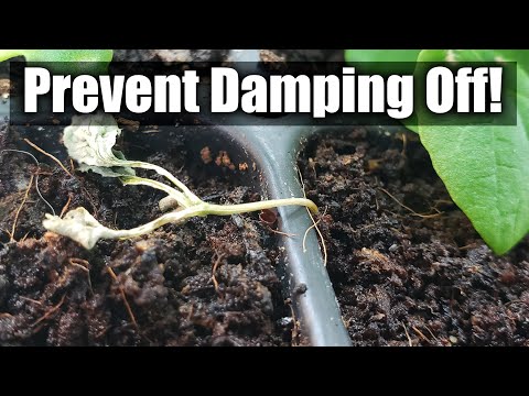 , title : 'Damping Off In Seedlings - 8 Ways You Can Prevent It'