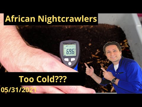 African Nightcrawlers Too Cold??? 05/31/2021