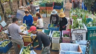 Mango collection​_Cambodia Farm
