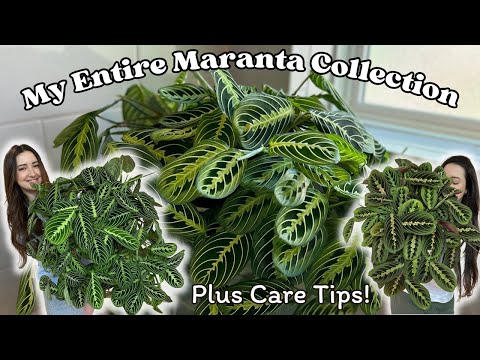 My COMPLETE Maranta Collection! 7 Varieties and over 10 plants!