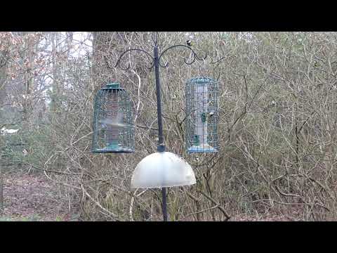 Mixed feeding flock of tit species