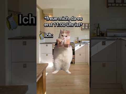 POV: Du hast Hitzefrei🥵 #katzenvideos  #lustig #katzen #katze #schule #shorts  #memes #comedy