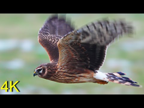 Kornweihe - Dez.2021- Im Flug jagend   --- Henharrier- In Flight Hunting