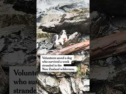 Dog Is Rescued by Helicopter After a Week in the Wilderness