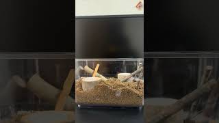 【閲覧注意】2026年カブトムシ飼育開始✨️