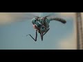 Dolittle Movie Clip Animal Fight Funny Video Animal Comedy Video Tiger Vs Gorilla Vs Man