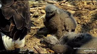 Decorah North Nest 4-21-24 DNF brings fish in beak, feeds kids while Mr  eats