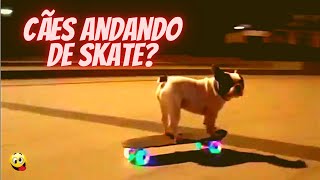 Unbelievable These Dogs Riding a Skateboard! See What They Do ...