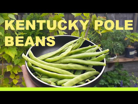 Grow 15 FEET TALL Pole BEANS in just a (5) gallon container