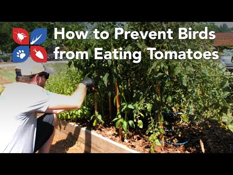  Do My Own Gardening - How to Prevent Birds from Eating Tomatoes  Video 