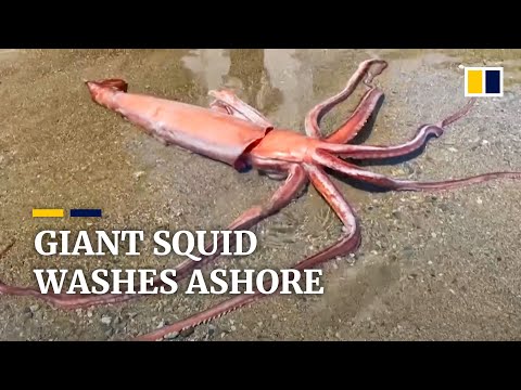 Rare 3-metre giant squid washes ashore in Japan