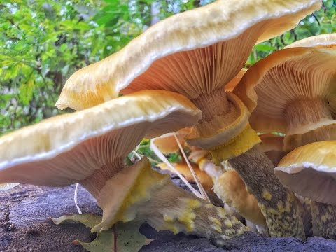 The Fungus Among Us