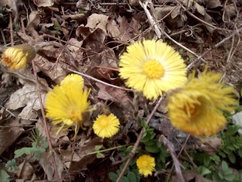 О добром браку