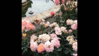 peachy - falling for u (feat. mxmtoon)