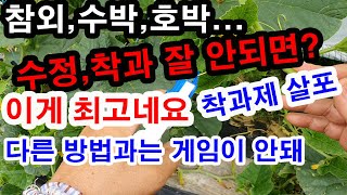 참외, 수박, 호박... 수정,착과가 잘 안 되면 이게 최고네요. 다른 방법과는 게임이 안 돼. 착과제 살포…