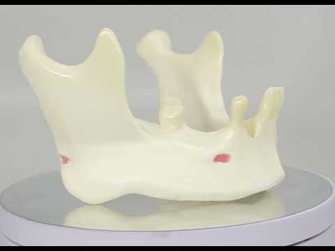 MANDÍBULA COM ALGUNS DENTES - cód. 4012 T