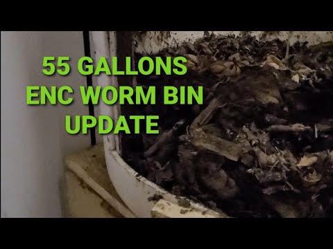 Indoor European Nightcrawler Update