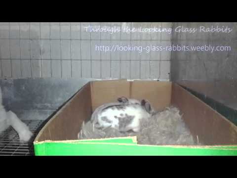 Britannia Petite bunny with 13 day old babies