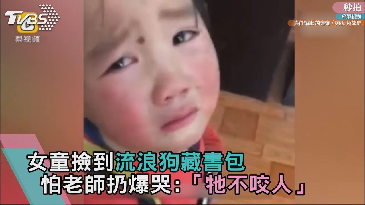 女童撿到流浪狗藏書包 怕老師扔爆哭:「牠不咬人」
