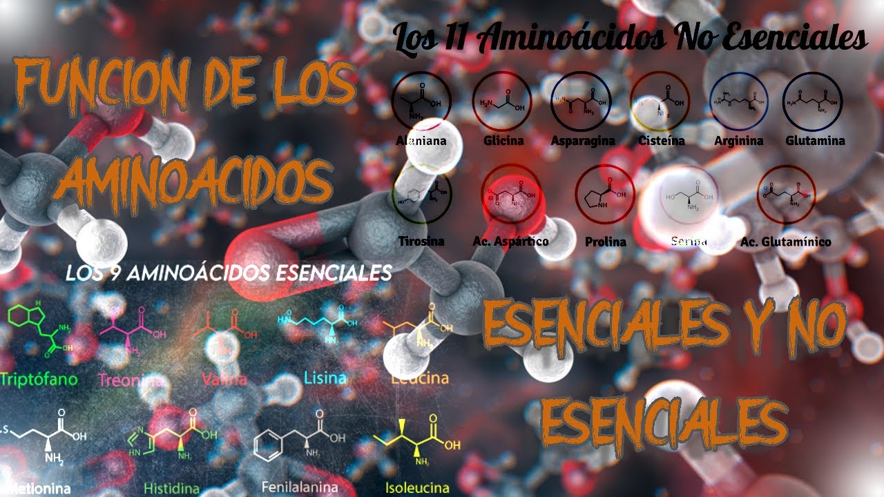 ✔FUNCIÓN DE LOS AMINOÁCIDOS ESENCIALES Y NO ESENCIALES - BIOQUIMICA👌