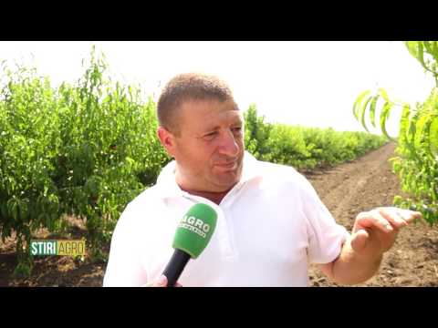 marijuana de tulpini pentru a ajuta la pierderea in greutate patricia wells pierdere în greutate