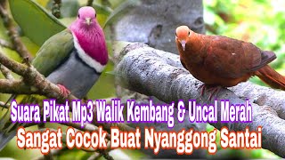 Download lagu Suara Pikat Mp3 Perpaduan Walik Kembang & Uncal merah || Sangat Cocok Buat Nyanggong mp3
