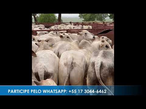 Programa: Caminho da Roça - 21/05/26 - Parte 1 - Apresentação: Paulinho
