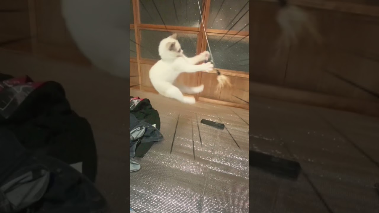 うちの子ジャンプ特集