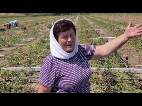 Stuhia shkaterron vreshtat ne Lushnje