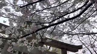 【下関市】田中町町民館の桜