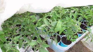 Unexpected Frost and Tomato Damage:  Tips and Lessons Learned